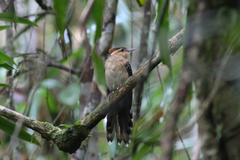 Dromococcyx pavoninus