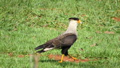 Caracara plancus