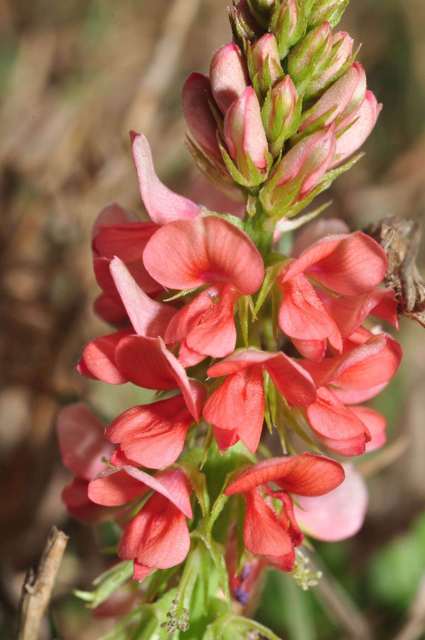 Indigofera spicata