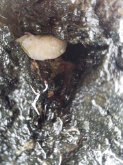 Isognomon
