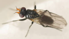 Axinia cornuta