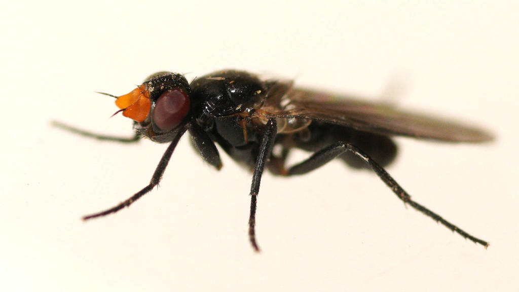 Axinia cornuta