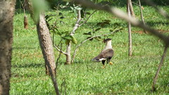 Caracara plancus