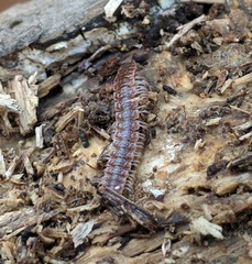Pseudopolydesmus pinetorum