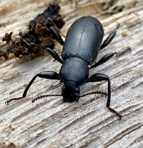 Smooth Darkling Beetle