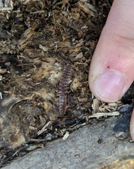 Pseudopolydesmus pinetorum