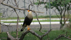 Caracara plancus