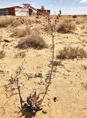 Dudleya acuminata