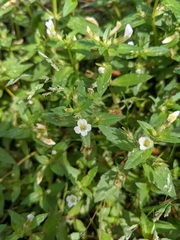 Gratiola neglecta