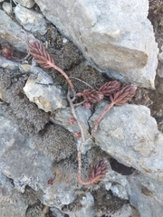 Petrosedum sediforme