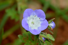 Phacelia patuliflora