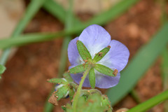 Phacelia patuliflora