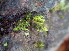 Pseudocrossidium hornschuchianum