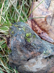 Pseudocrossidium hornschuchianum