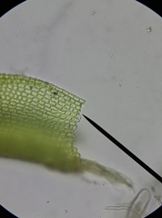 Pseudocrossidium hornschuchianum