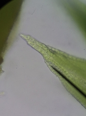 Pseudocrossidium hornschuchianum