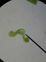 Pseudocrossidium hornschuchianum