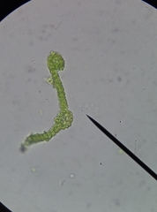 Pseudocrossidium hornschuchianum