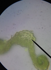 Pseudocrossidium hornschuchianum