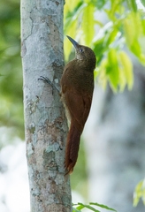 Dendrocolaptes certhia