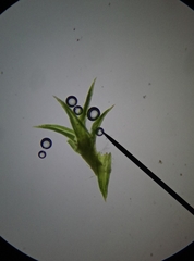 Pseudocrossidium hornschuchianum