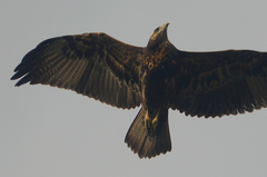 Black-Chested Buzzard-Eagle photo 4