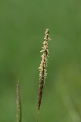Alopecurus myosuroides