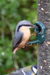 Sitta europaea