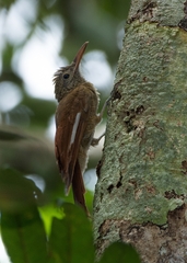Dendrocolaptes certhia