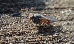 Lispocephala brachialis