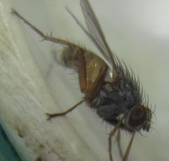 Lispocephala brachialis