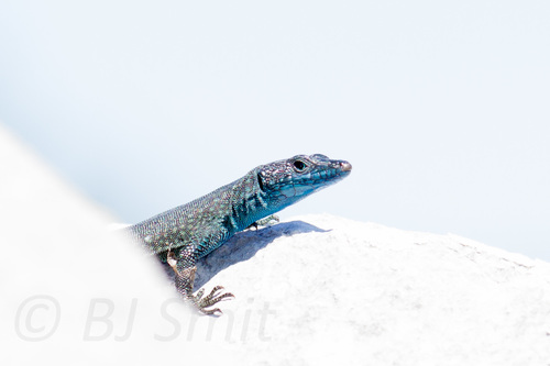 Dalmatolacerta oxycephala