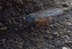 Lispocephala brachialis