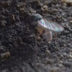 Lispocephala brachialis