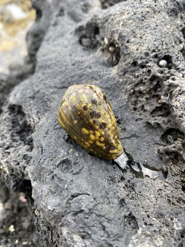 Conus chaldaeus observed 2021-03-28