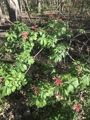 Aesculus pavia pavia