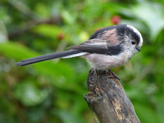 Aegithalos caudatus