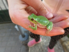 Hyla intermedia perrini