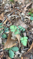 Geum vernum