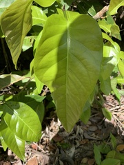 Coccoloba diversifolia