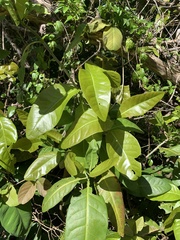 Coccoloba diversifolia