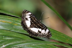 Euptera kinugnana kinugnana