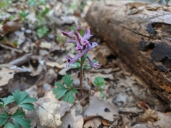 Corydalis paczoskii
