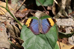 Euphaedra neophron
