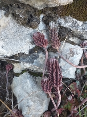 Petrosedum sediforme