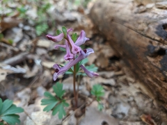 Corydalis paczoskii