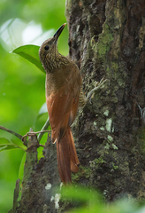 Dendrocolaptes picumnus