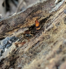 Platydracus cinnamopterus