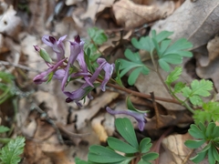 Corydalis paczoskii