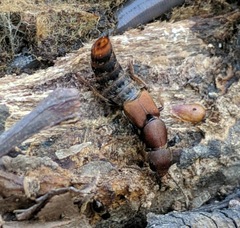 Platydracus cinnamopterus